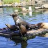 Dieren