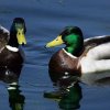 img_6008