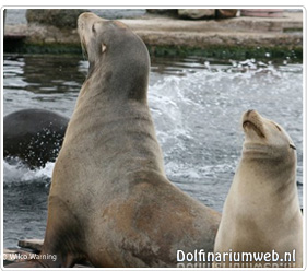 Californische zeeleeuw